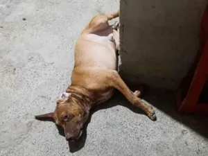 Cachorro raça Basset-Cofap idade 7 a 11 meses nome Rex