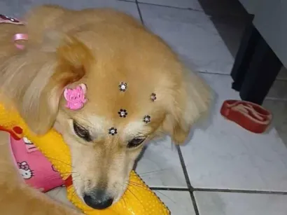 Cachorro raça SRD-ViraLata idade 1 ano nome PAULO VITOR DA SILVA