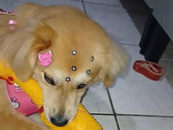 Cachorro raça SRD-ViraLata idade 1 ano nome PAULO VITOR DA SILVA