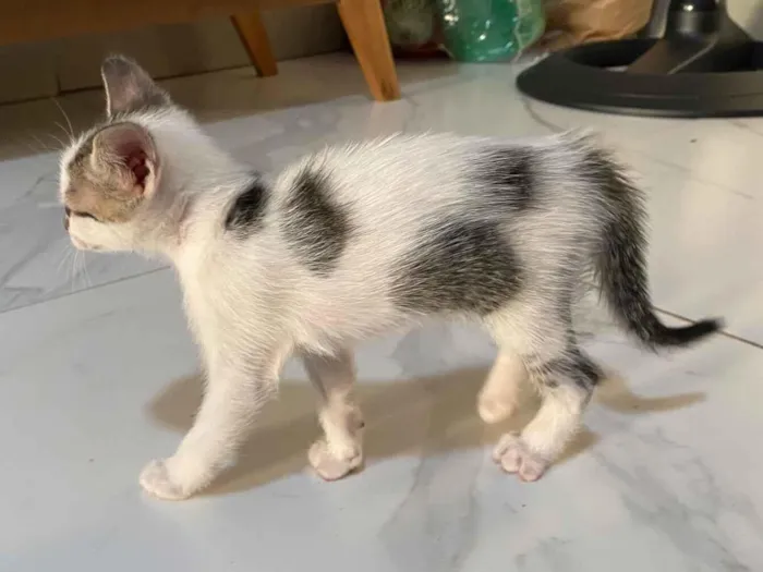 Gato raça SRD-ViraLata idade Abaixo de 2 meses nome Fêmea 