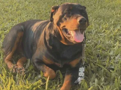 Cachorro raça Rottweiler idade 6 ou mais anos nome Kiara