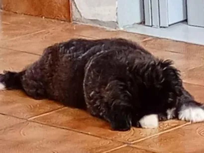 Cachorro raça Poodle idade 2 a 6 meses nome Nick