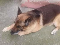 Cachorro raça Pastor Alemão idade 6 ou mais anos nome Sucata