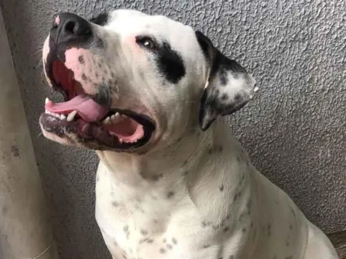 Cachorro raça Pit-Bull idade 7 a 11 meses nome Spaike