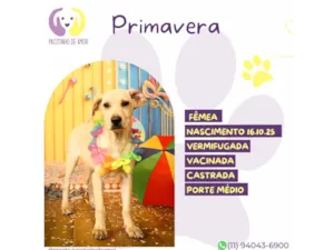 Cachorro raça SRD-ViraLata idade 2 a 6 meses nome Primavera