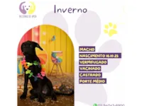 Cachorro raça SRD-ViraLata idade 2 a 6 meses nome Inverno