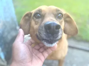 Cachorro raça SRD-ViraLata idade 6 ou mais anos nome Mel 