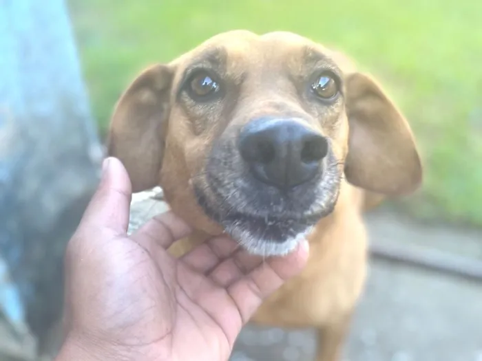 Cachorro raça SRD-ViraLata idade 6 ou mais anos nome Mel 