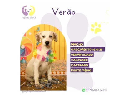 Cachorro raça SRD-ViraLata idade 2 a 6 meses nome Verão 