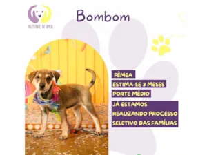 Cachorro raça SRD-ViraLata idade 2 a 6 meses nome Bombom