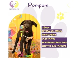 Cachorro raça SRD-ViraLata idade 2 a 6 meses nome Pompom 