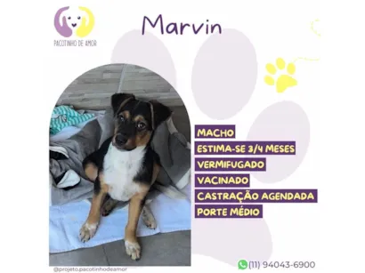 Cachorro raça SRD-ViraLata idade 2 a 6 meses nome Marvin