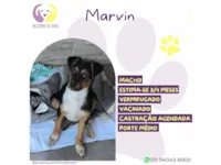 Cachorro raça SRD-ViraLata idade 2 a 6 meses nome Marvin