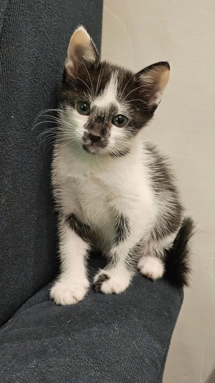 Gato raça SRD-ViraLata idade 2 a 6 meses nome Sem nome