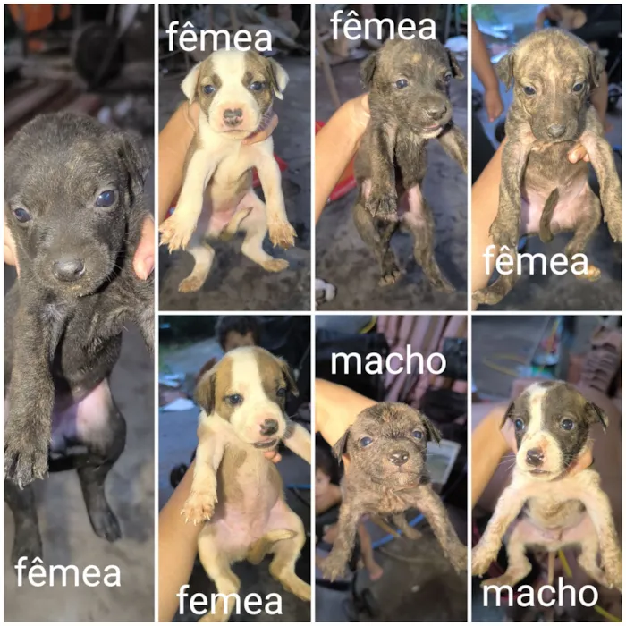 Filhotes porte grande