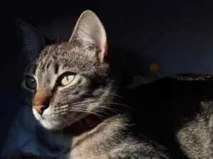 Gato raça SRD-ViraLata idade 2 anos nome sem nome