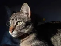 Gato raça SRD-ViraLata idade 2 anos nome sem nome