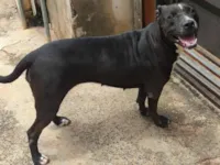 Cachorro raça Pit-Bull idade 5 anos nome Luna