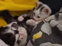 Gato raça SRD-ViraLata idade 2 a 6 meses nome Sem nome