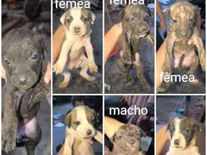 Cachorro raça SRD-ViraLata idade Abaixo de 2 meses nome Filhotes porte grande