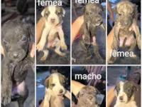 Cachorro raça SRD-ViraLata idade Abaixo de 2 meses nome Filhotes porte grande