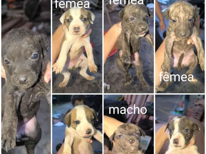 Cachorro raça SRD-ViraLata idade Abaixo de 2 meses nome Filhotes porte grande