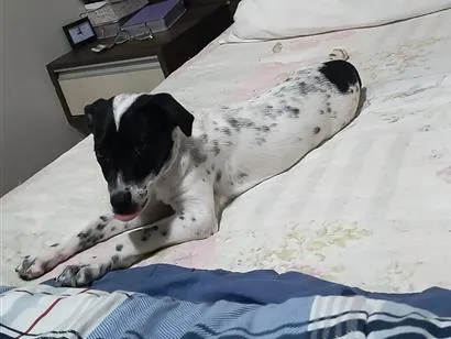 Cachorro raça SRD-ViraLata idade 2 a 6 meses nome Nana