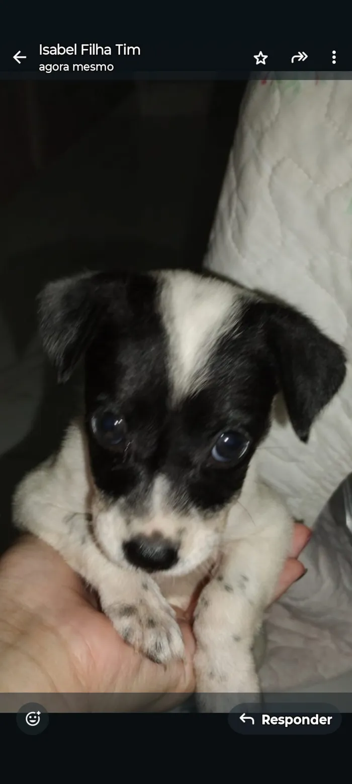 Cachorro raça SRD-ViraLata idade 2 a 6 meses nome Nana