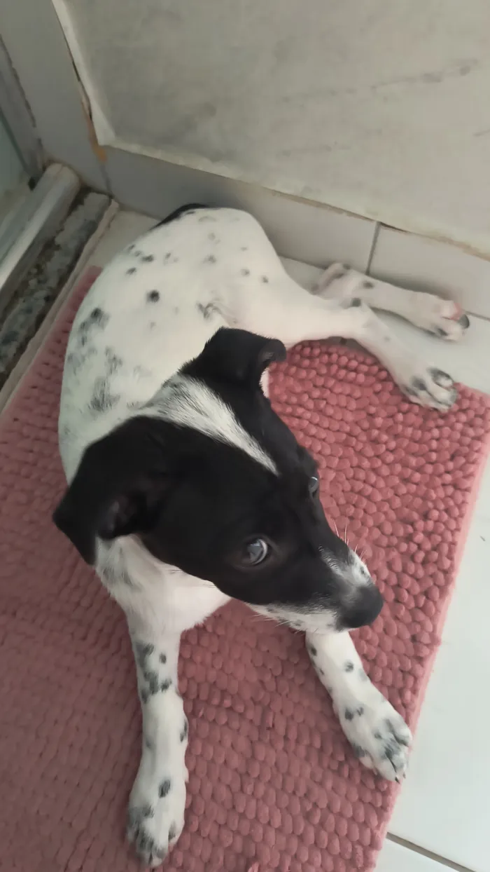 Cachorro raça SRD-ViraLata idade 2 a 6 meses nome Nana