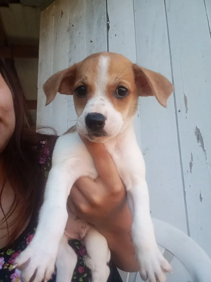Cachorro raça SRD-ViraLata idade Abaixo de 2 meses nome Perola