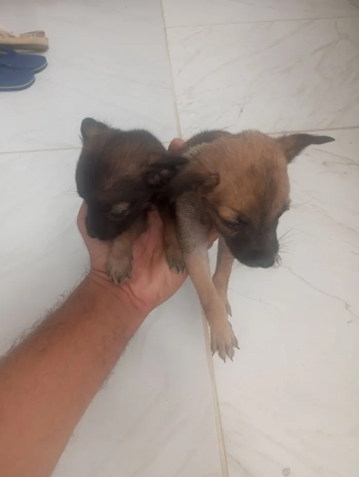 Cachorro raça Basset-Cofap idade Abaixo de 2 meses nome PAULO CESAR ALVES GOMES