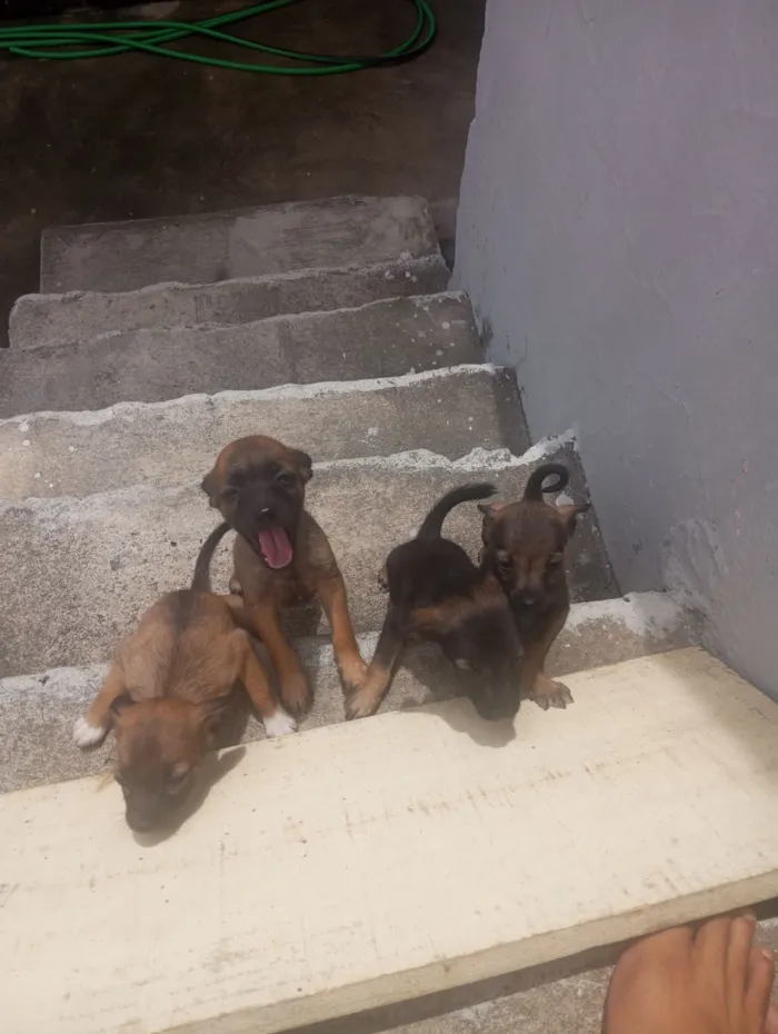 Cachorro raça Basset-Cofap idade Abaixo de 2 meses nome PAULO CESAR ALVES GOMES