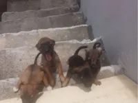 Cachorro raça SRD-ViraLata idade Abaixo de 2 meses nome Não tem ainda 