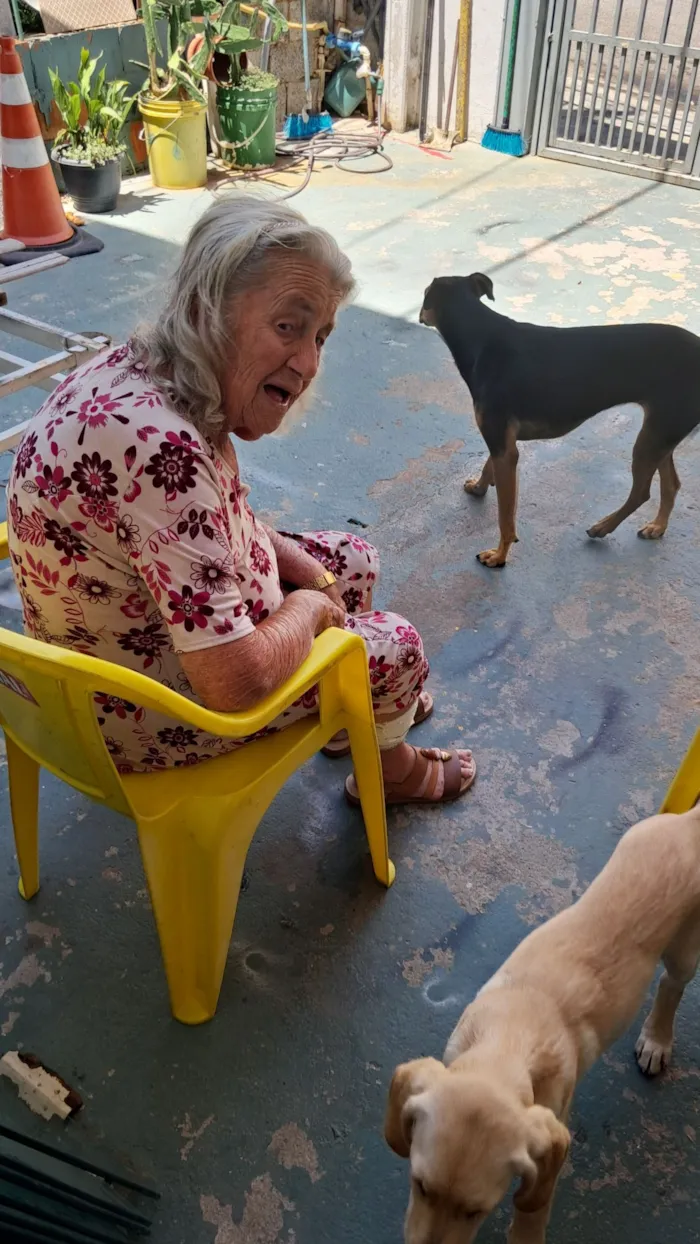 Cachorro raça SRD-ViraLata idade 1 ano nome Bela