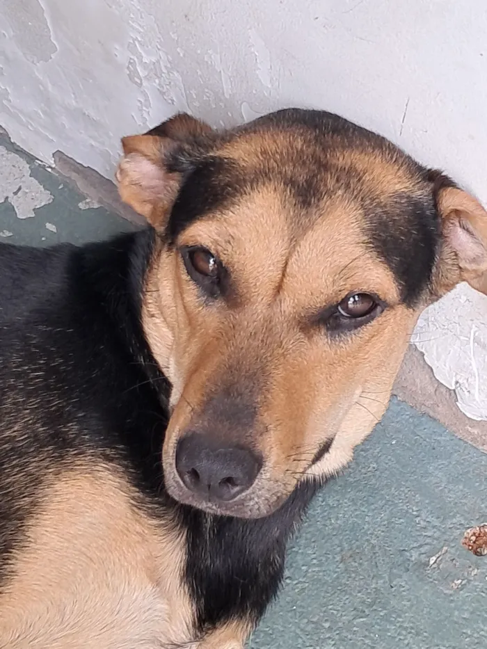 Cachorro raça SRD-ViraLata idade 1 ano nome Bela