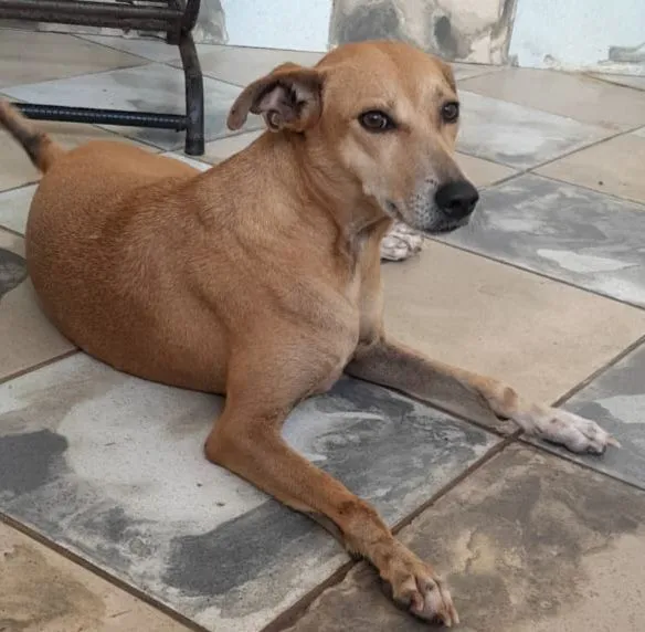 Cachorro raça SRD-ViraLata idade 4 anos nome Cadela castrada 