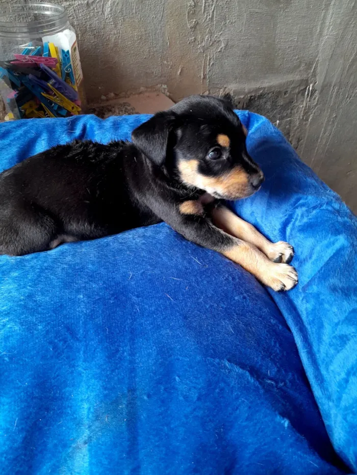Cachorro raça SRD-ViraLata idade Abaixo de 2 meses nome Sem nome