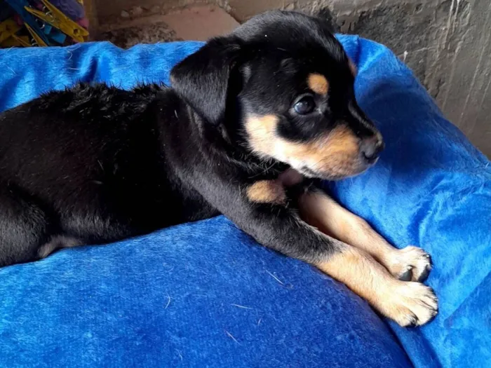Cachorro raça SRD-ViraLata idade Abaixo de 2 meses nome Sem nome