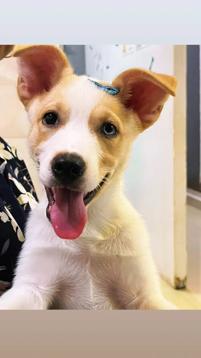 Cachorro raça SRD-ViraLata idade 2 a 6 meses nome Satoru