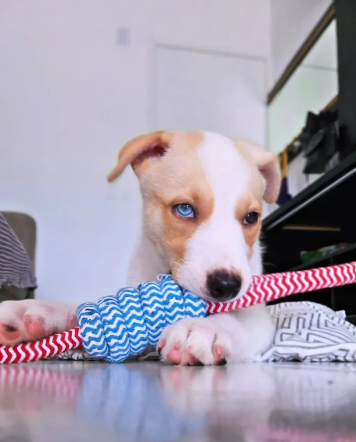 Cachorro raça SRD-ViraLata idade 2 a 6 meses nome Satoru