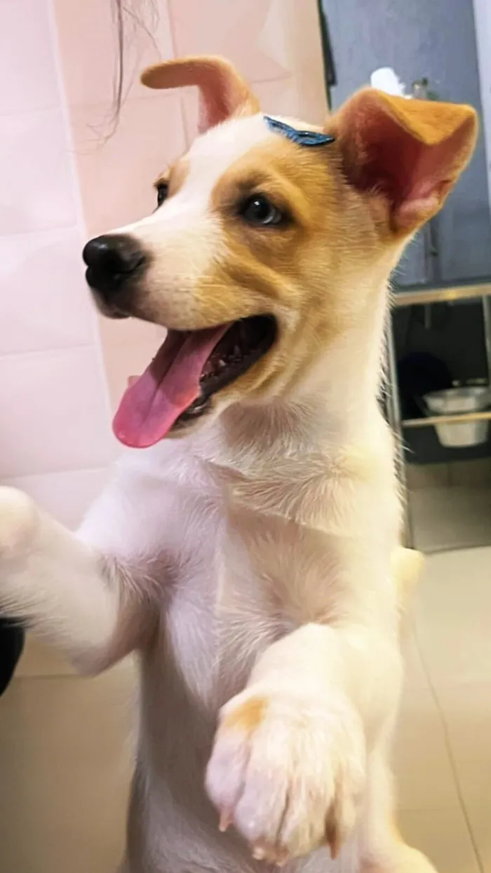 Cachorro raça SRD-ViraLata idade 2 a 6 meses nome Satoru
