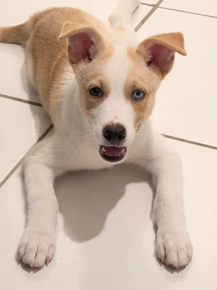 Cachorro raça SRD-ViraLata idade 2 a 6 meses nome Satoru