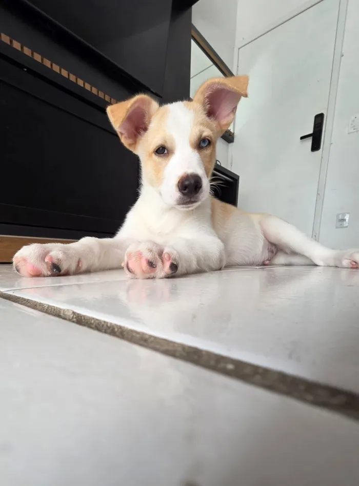 Cachorro raça SRD-ViraLata idade 2 a 6 meses nome Satoru