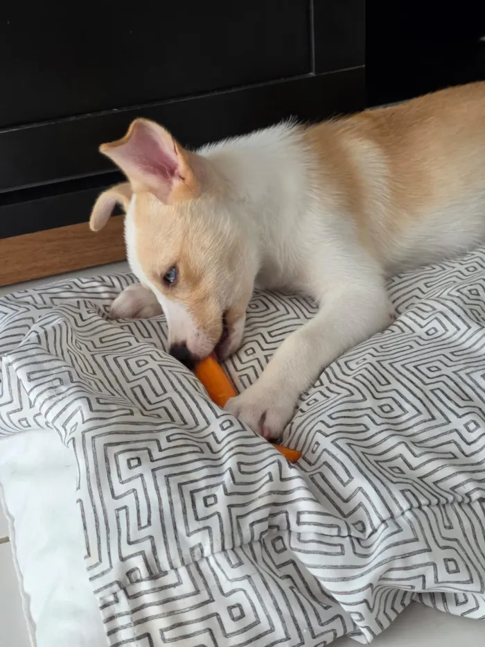 Cachorro raça SRD-ViraLata idade 2 a 6 meses nome Satoru