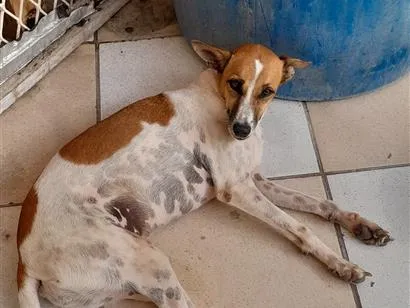 Cachorro raça SRD-ViraLata idade 2 anos nome Cadela castrada 