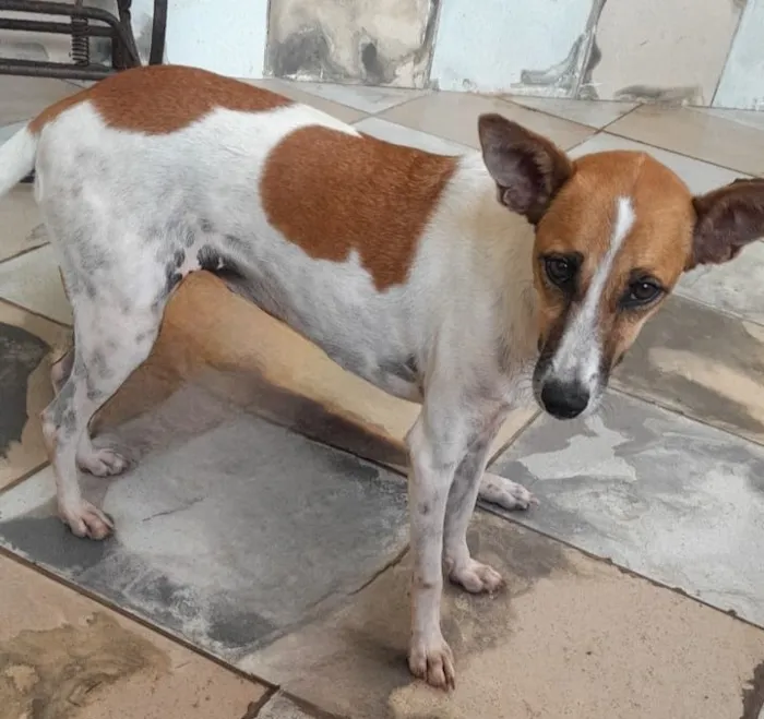 Cachorro raça SRD-ViraLata idade 2 anos nome Cadela castrada 