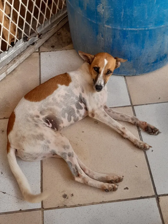 Cachorro raça SRD-ViraLata idade 2 anos nome Cadela castrada 