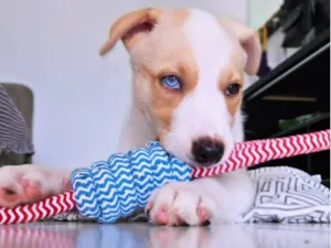 Cachorro raça SRD-ViraLata idade 2 a 6 meses nome Satoru