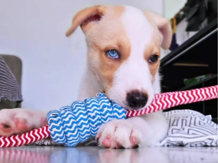 Cachorro raça SRD-ViraLata idade 2 a 6 meses nome Satoru