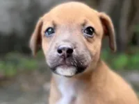 Cachorro raça SRD-ViraLata idade 2 a 6 meses nome SCOOBY